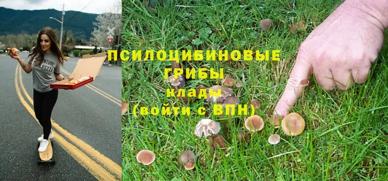 Псилоцибиновые грибы Psilocybine cubensis Корсаков